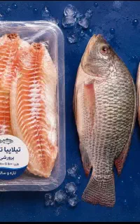 ماهی تیلاپیا تازه کالابرگ