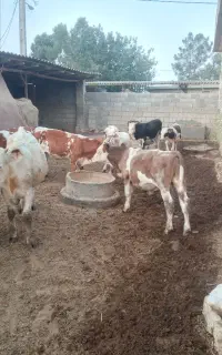 فروش گوساله سمینتال