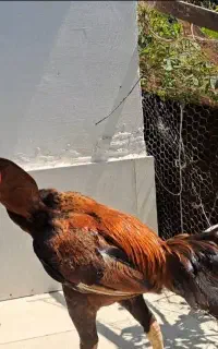 خروس لاری اصل