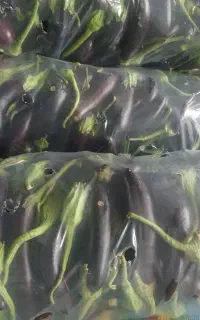 بادمجان فقط کیلویی ۵۰