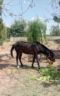 اسب