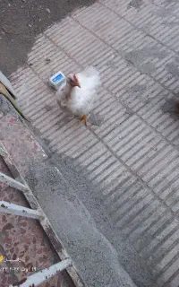 مرغ گوشتی زنده