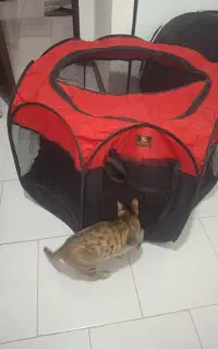 پارک برزنتی  تاشو مخصوص سگ و گربه