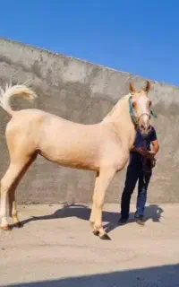 اسب کردمادیان