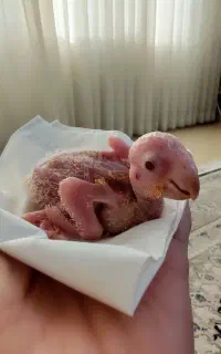 فروش جوجه طوطی راهب سرلاکی