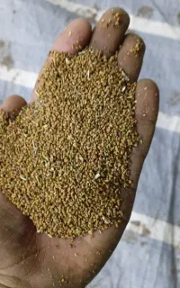 علف یونج محلی