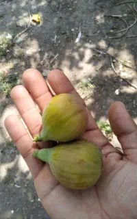 انجیر یزدی