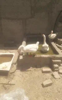 قوغاز  نر وماده  لیندا