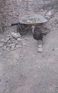 بوقلمون ماده تخم گذار