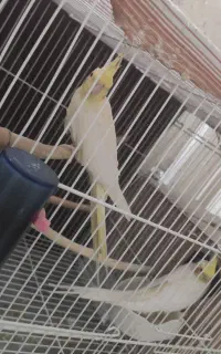 جفت عروس  مولد و ضمانت نطفه