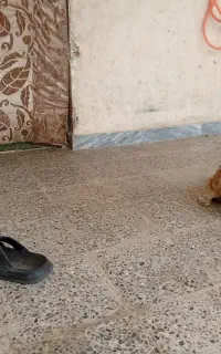 یک جفت سگ خونگی کوچیک