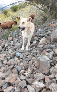 سگ سرابی