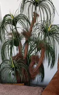 درختچه