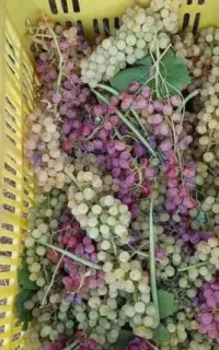 نیازمند کارگر افغانی برای انگور چیدن