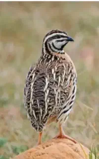 بلدر چین کوهی