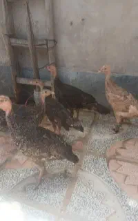 بوقلمون