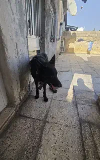 سگ ژرمن بلک