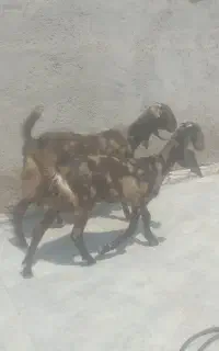 سوسنگردروستای مرعی