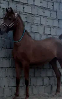 مادیان عرب