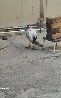 جوجه لاری
