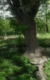اجاره باغ میوه