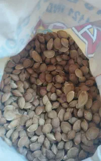 هسته زرد آلو