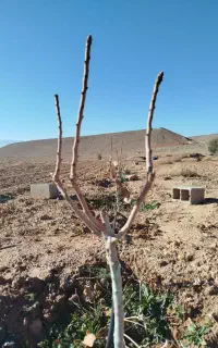 پیوند هرس درخت پسته با ضمانت کتبی وقیمت مناسب