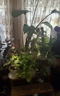 پایه گیاه