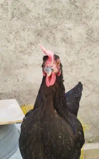 فروش مرغ و خروس