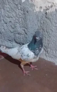 کبوتر