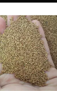 فروش بذر یونجه