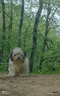 شیتزو اصل ماده برای «جفت» فقط