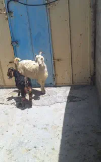 4تا بز جوان با کهره