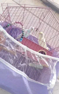 مرغ عشق