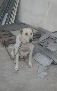 سگ گله ای۰۰۰