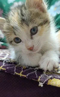 گربه واگذاری
