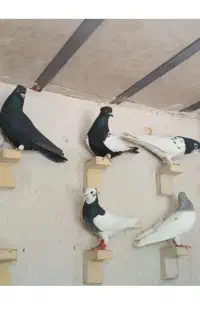 دسته رنگی و دورگ جوان دوری  خو اهم خری دارم