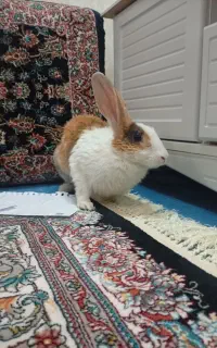 خرگوش زیبا وبازی گوش