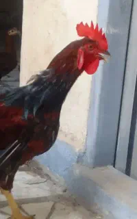 خروس محلی