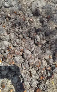 پیاز گل نرگس شهلا