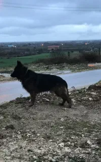 سگ ژرمن شولاین نر برای کش