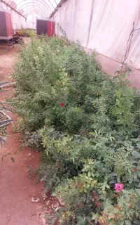 ساناز رونده
