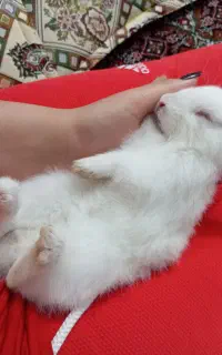 ۴عدد بچه ها خرگوش