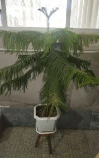 گل زیبا