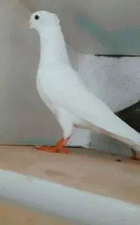 جوجه کبوتر