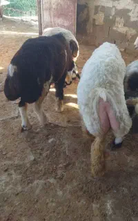 بره