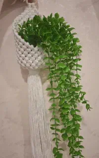 آویز گلدان مدل لانه پرنده