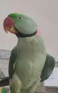 شاه طوطی نر اهلی وسخنگو