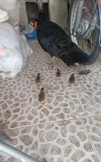 جوجه مرغ شاخدار