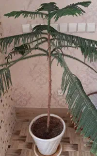 گل کاج